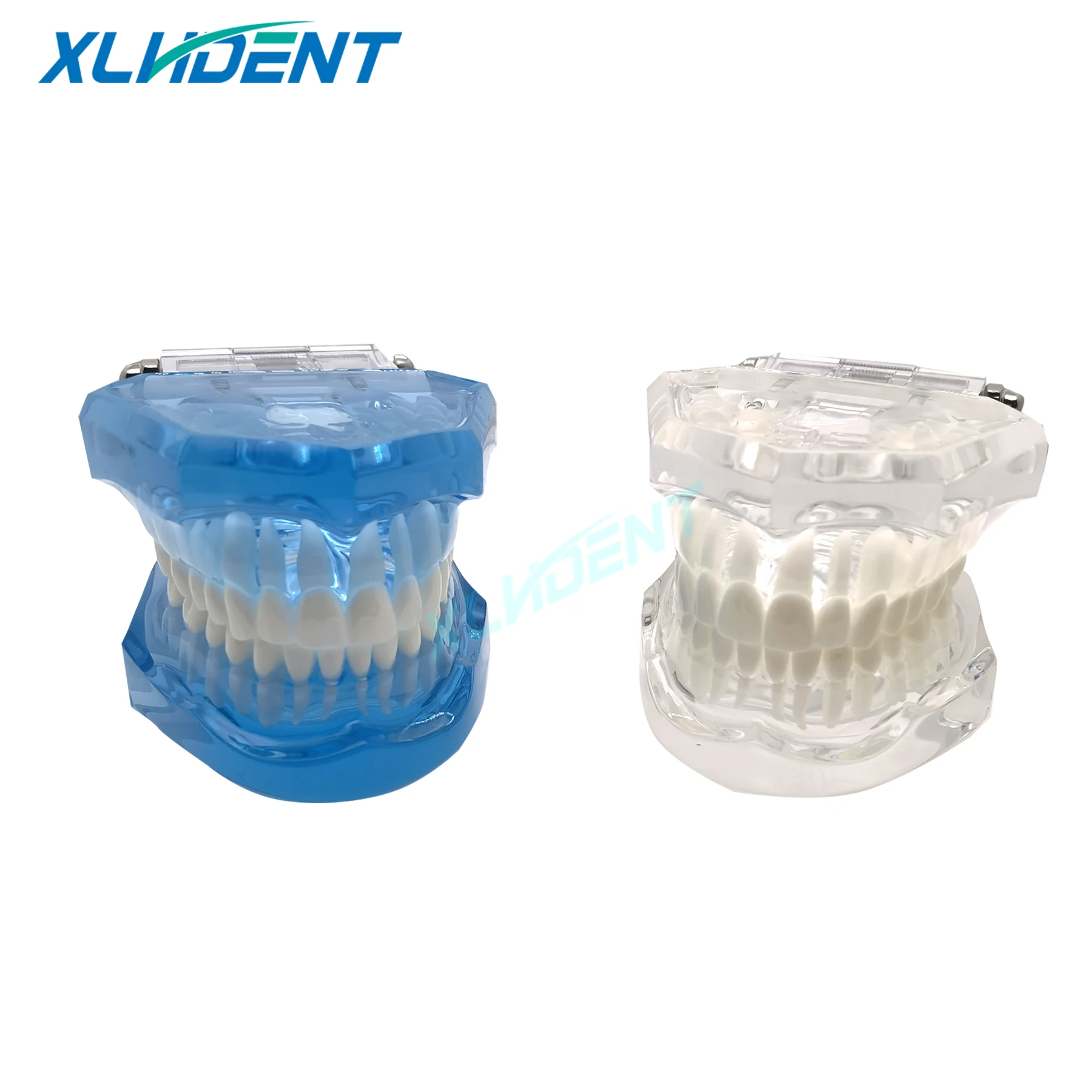 

28Pcs Teeth Dental Standard Model Transparent Standard Teeth Jaw Model For Dentist Student Teaching Study Demonstration Tools