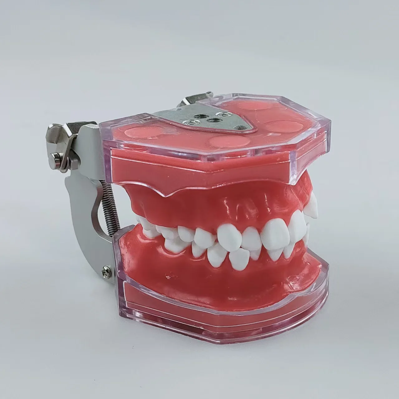 Dental Orthodontic Teeth Model Malocclusion Typodont With Red Wax Gum Dentistry Practice Demonstration Tool For Dentist Teaching