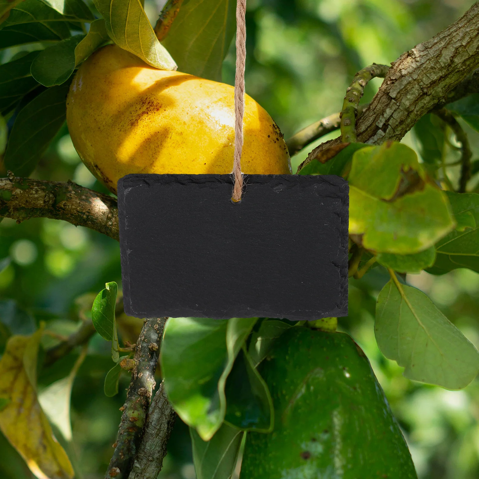 

Label Tags for Plant Classification Large Outdoor Garden Signs Blackboard Chalk Writable Hanging Labels Decorative
