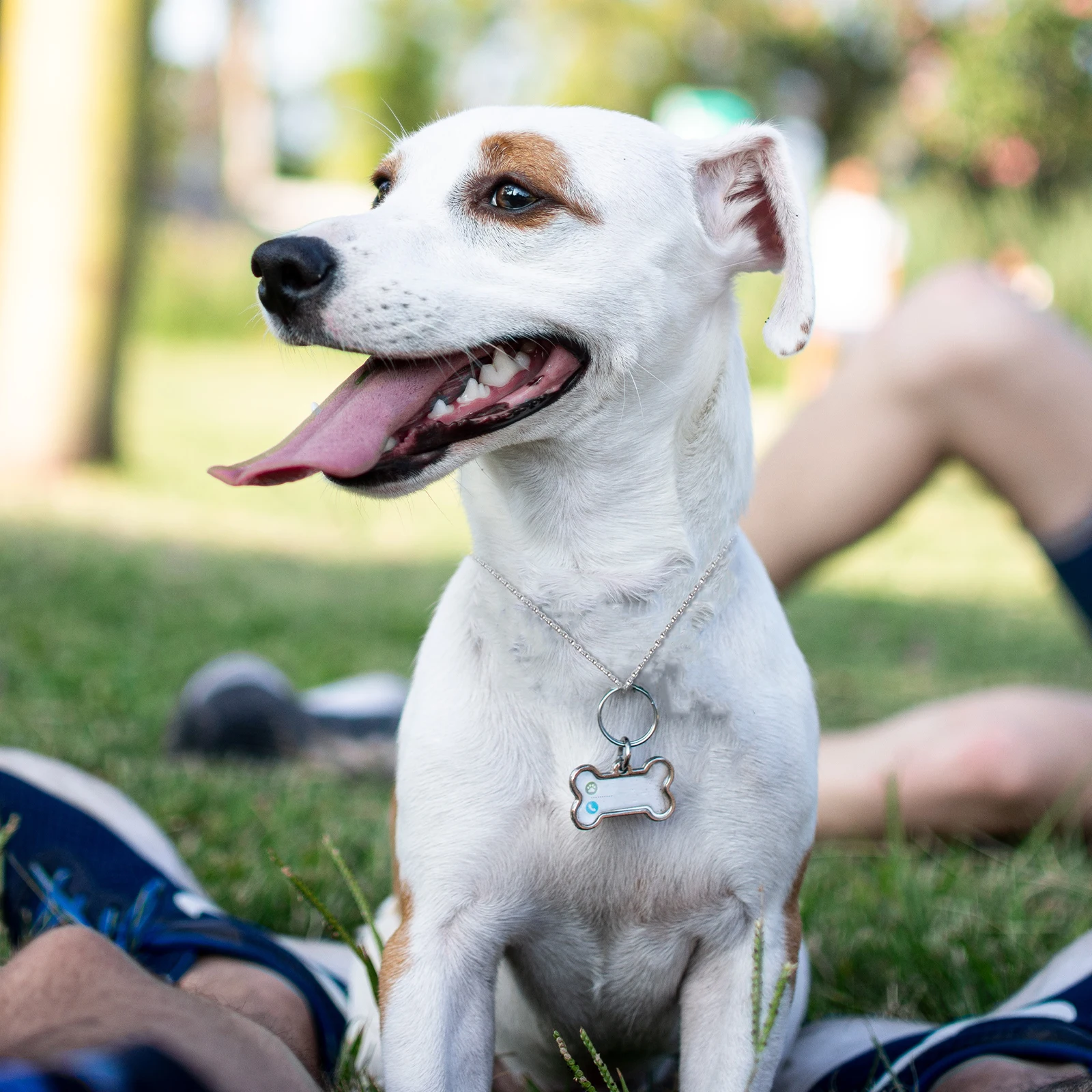 

10 Pcs Dog Tag Chain Necklace Silver Small Collar Replacement Alloy Pet Chain Lasting Keychain Bottle for Dog