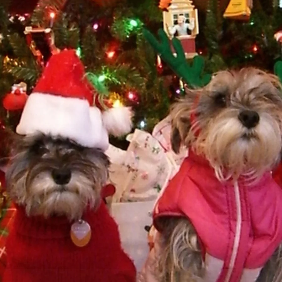 1/3pcs-Pet Weihnachtsmütze Haustier Katze Hund Weihnachtsmütze Plüsch Weihnachtsmütze Kopfschmuck Hund Cosplay Kleidungszubehör