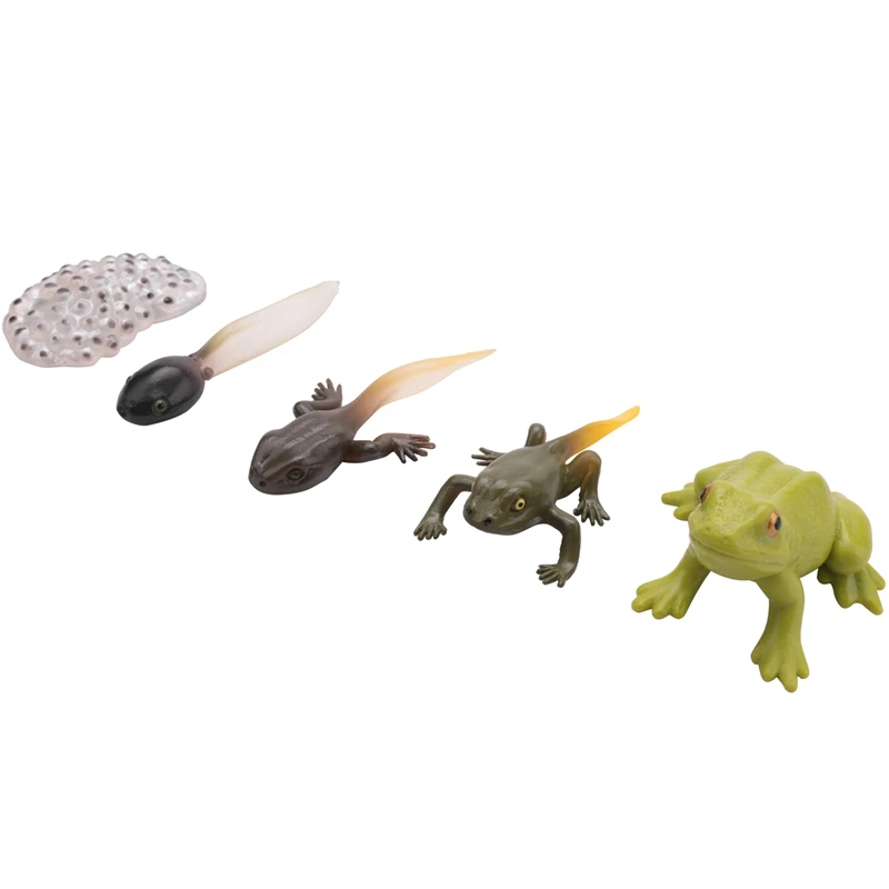 Simulation Animal Insect Vinyl Solid Model Evolution Stage Environmental Protection Life Growth Cycle Set