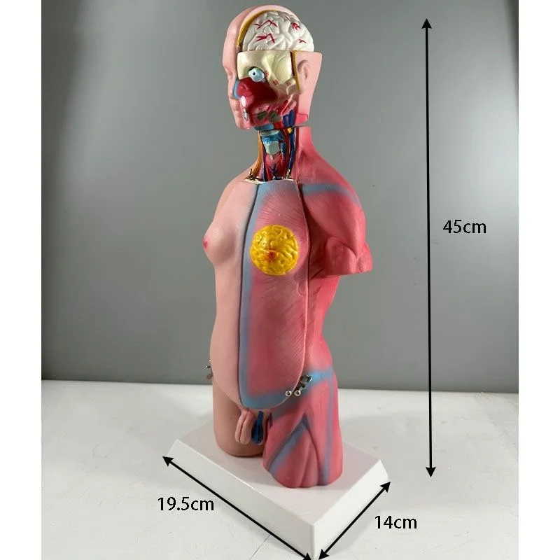 

45CM Detachable 23 Parts Human Model Displaning Internal Organs Medical Teaching Organs Trunk for Both Sexes