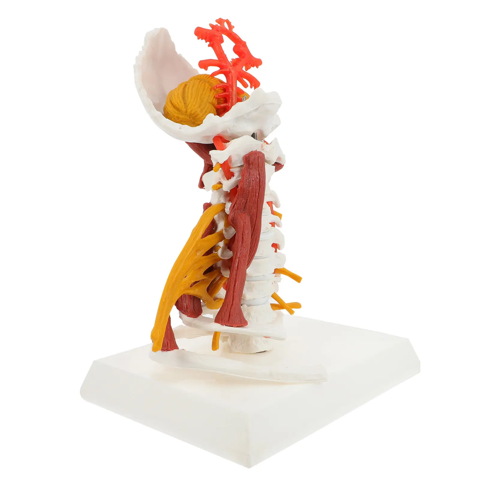 Human Cervical Spine PVC Anatomy Teaching Display Detailed Cervical Vertebra for Doctor Nurse Student Practice