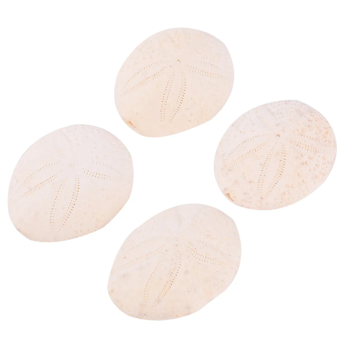 Natural Conch Sea Urchin Shells 6 Piece Set for Beach Wedding Decor DIY Crafts Floral Vase Filler