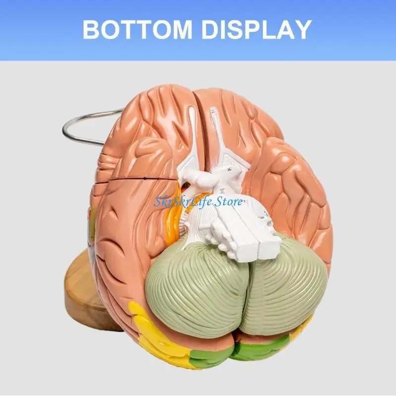 E65E نموذج الدماغ التشريحي نموذج تشريح الدماغ البشري يظهر الدماغ والمخيخ وجذع الدماغ لوسائل تعليمية للتقرير #3