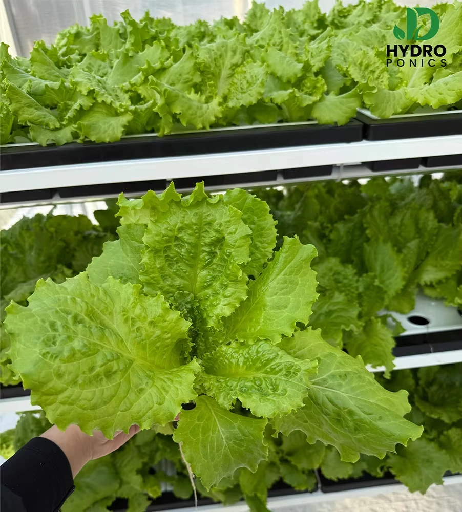 نظام الخزانة ydroponic Aquaponics الري الزراعة المنزل الذكي الآلي الكامل الزراعة العمودية المتقدمة H #6