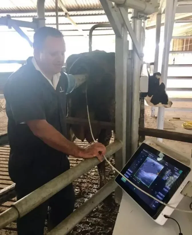 Populair Op De Markt Digitaal B-Model Touchscreen Dierenarts Veterinaire Echografie Scanner Prijs