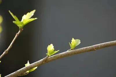 

Топливный бак A63T-RC для автомобилей Kyosho FW06, багги и грузовиков - для моделей с коробкой передач Kukirin - VS113