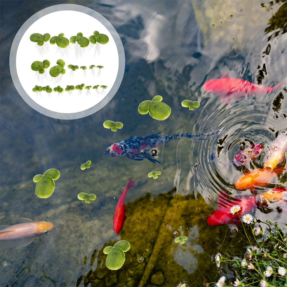 

36 Pcs Duckweed Imitation Plants Fish Tank Decoration With Root Aquarium Decorate Leaf