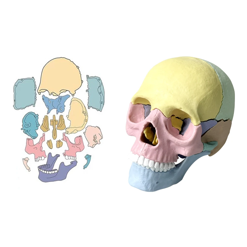 Human Anatomy Skull Model Detachable Medical Model Desktop Ornament  Oral Teaching Aid Medical Science Educational Toy