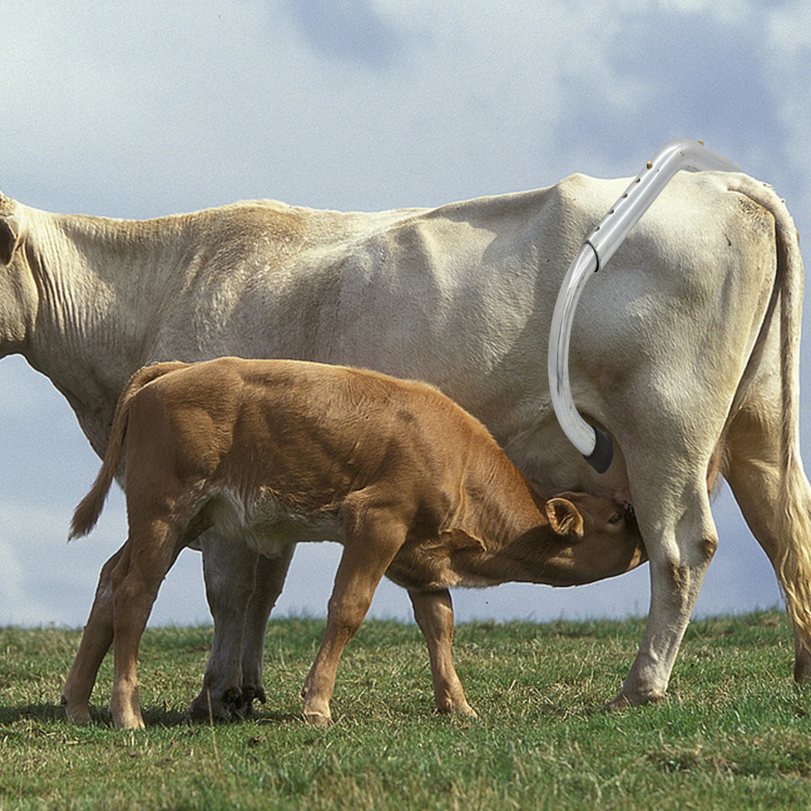 1PC Anti Kick Bar Adjustable In Length Dairy farm Instruments for Cow Veterinary Field Instruments Cattle Stop Kicking Rods