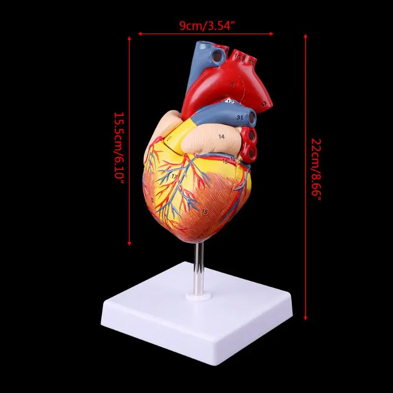 Human Heart Model, 2-Part Deluxe Life Size Human Heart Replica With 34 Anatomical Structures, Held Together With Magnets