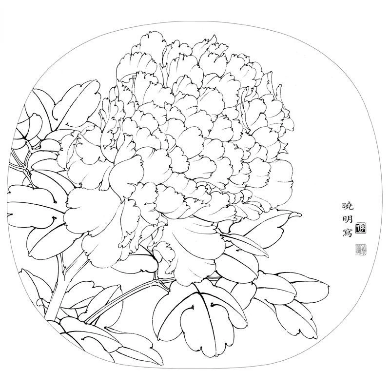 Traditional Chinese Painting Peony Line Drafts Line Drawing Meticulous Painting Color Graphic Tutorial Peony Drawing Manuscripts