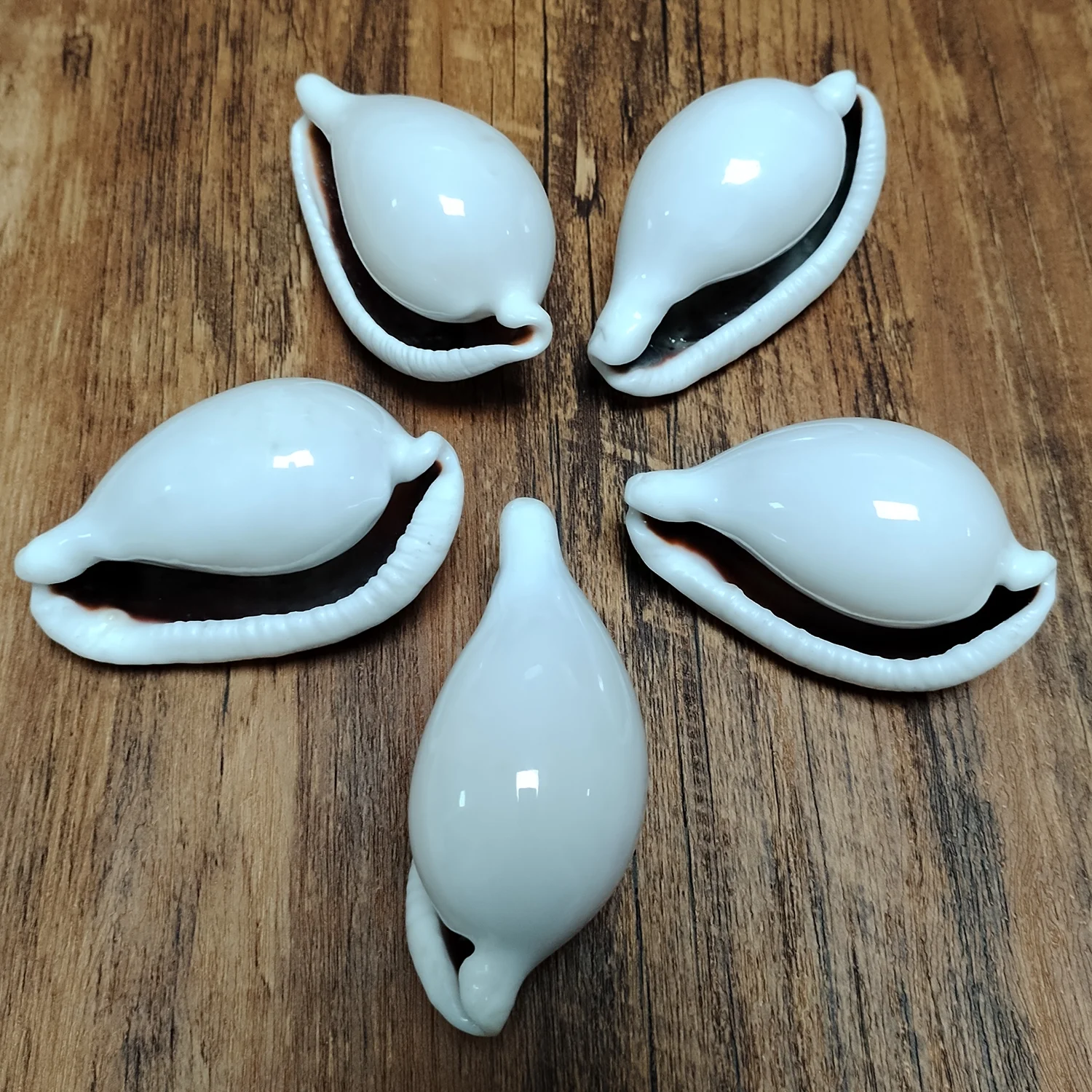 Natural Umbilical Ovula Seashell White Jade Oval-shaped Shell Conch Nautical Specimen Hermit Crab  Fish Tank Wedding Home Decor