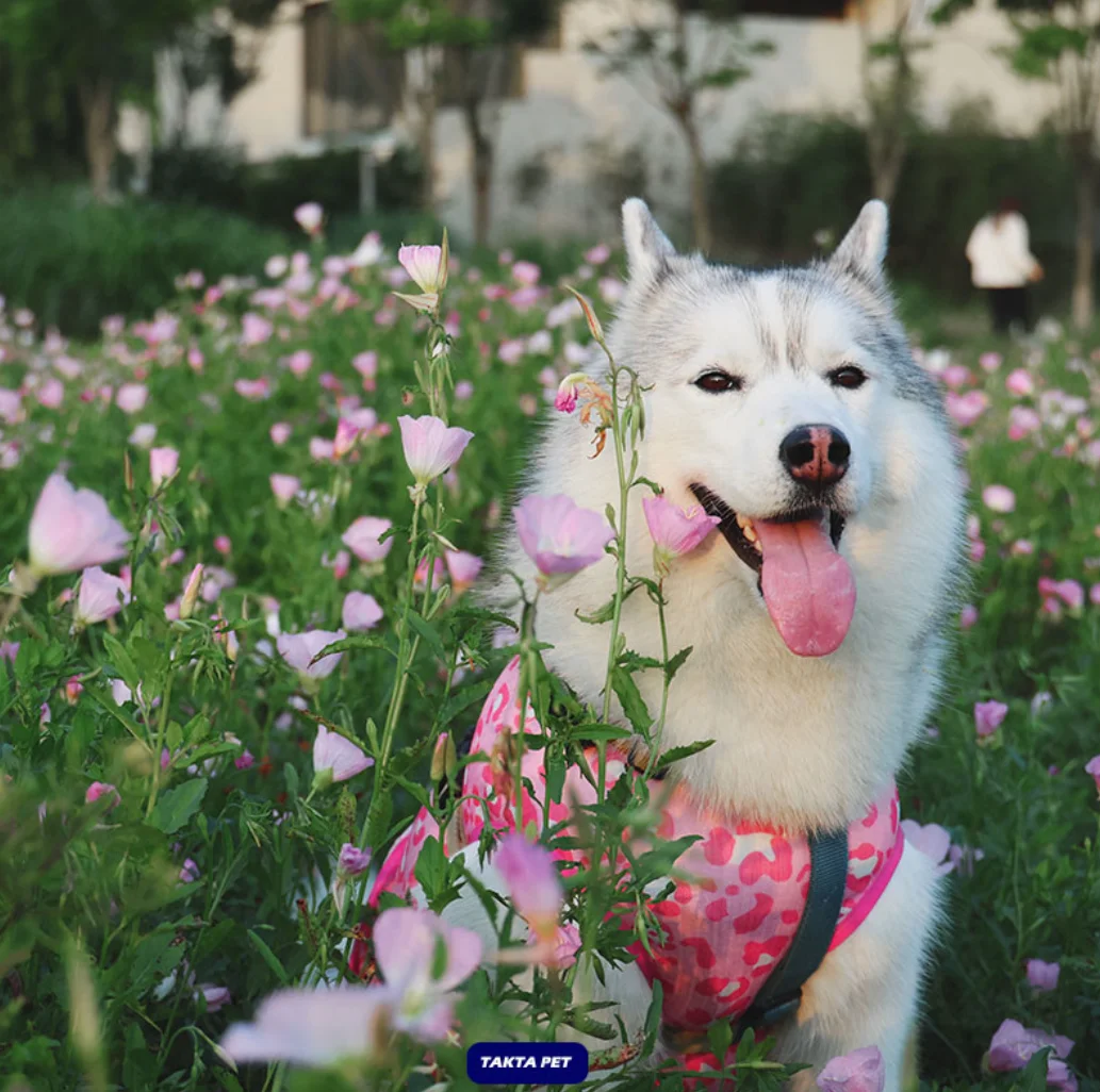 Large Dog Vest Skirt for Summer, Poodle, Corgi, Samoyed, Husky, Labrador, Golden Retriever, Border Collie, Big Dog Clothing