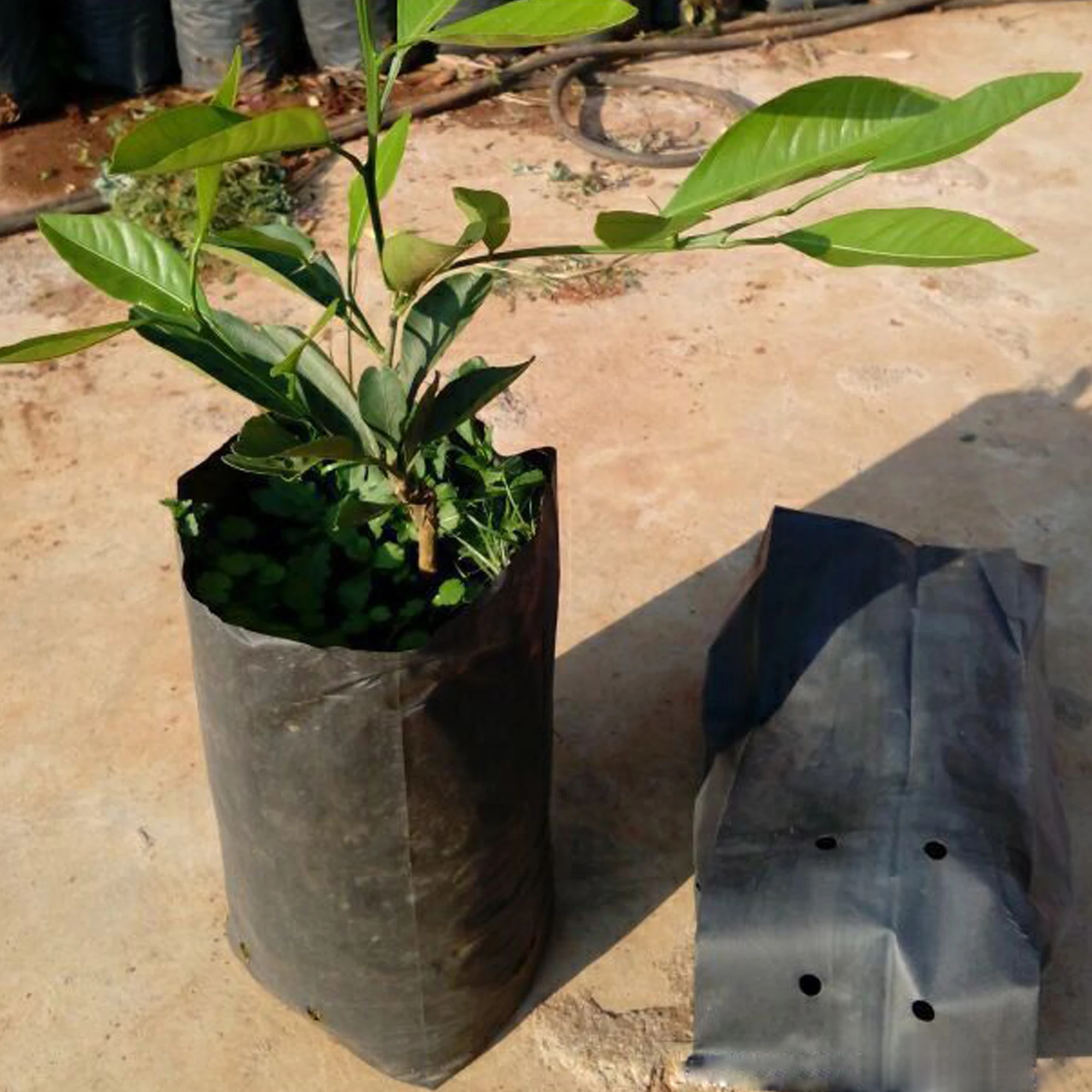 20pcs Thickened Plant Pe Seedling Bag Seedling Bag Green Garden With Ventilation Holes Fruit Tree Plant Bonsai Planting Bag