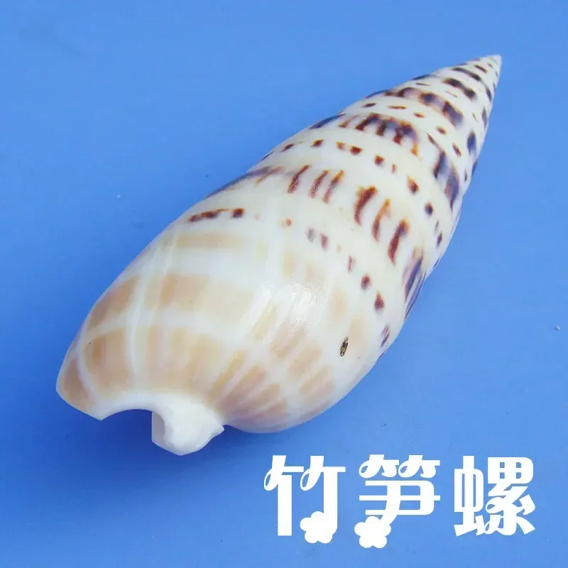 Bamboo Shoots, Snails, Shells, Conch Collection, Small Gifts, Home Decoration, Fish Tank, Aquarium, Landscaping