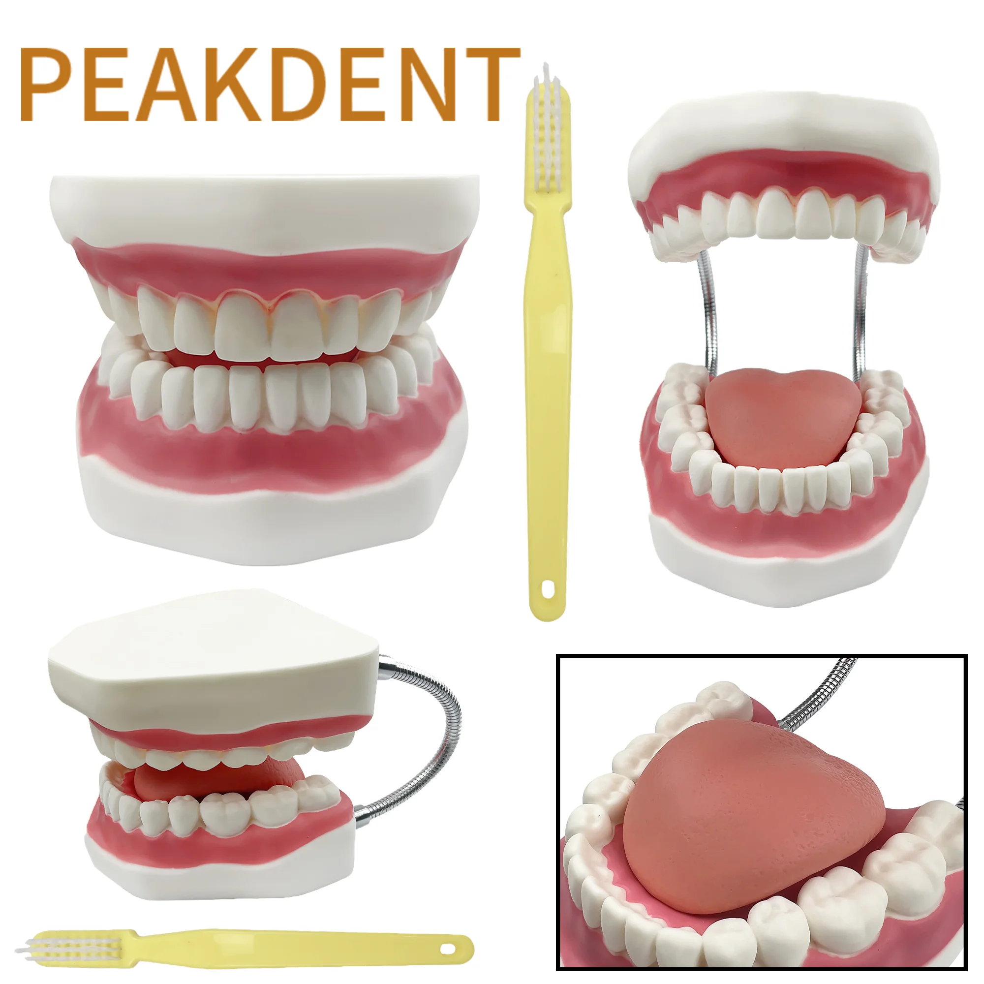 Dental Model Teeth Brushing Teaching Study Demonstration Tool With Big Toothbrush 4 Times With Big Toothbrush Dentist Tools