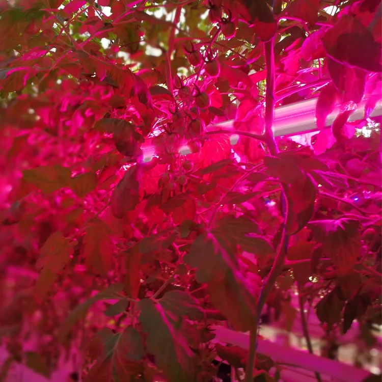 Flexstar Efficacy Up To 3.0umol/J Interplant Led Grow Light System