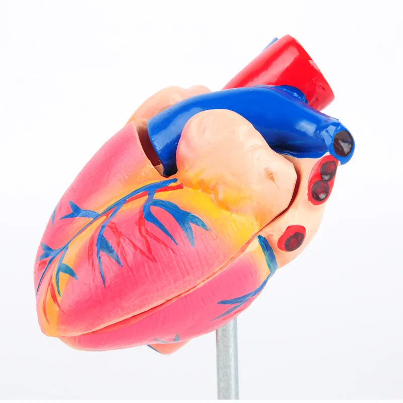 

3:1 Size Human Heart Model Removable Chambers Vessels Medical Education Surgical Training Cardiology Study Tool JVLAB
