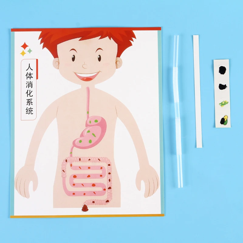 Human Digestive System Model, Human Body Parts Teaching Aid, Handicraft Puzzle