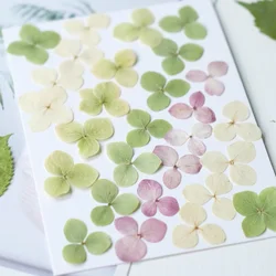 100pcs Pressed Dried Natural Hydrangea Petal Flower Resin Epoxy Jewelry Card Bookmark Frame Phone Case Face Makeup Lamp Sticker