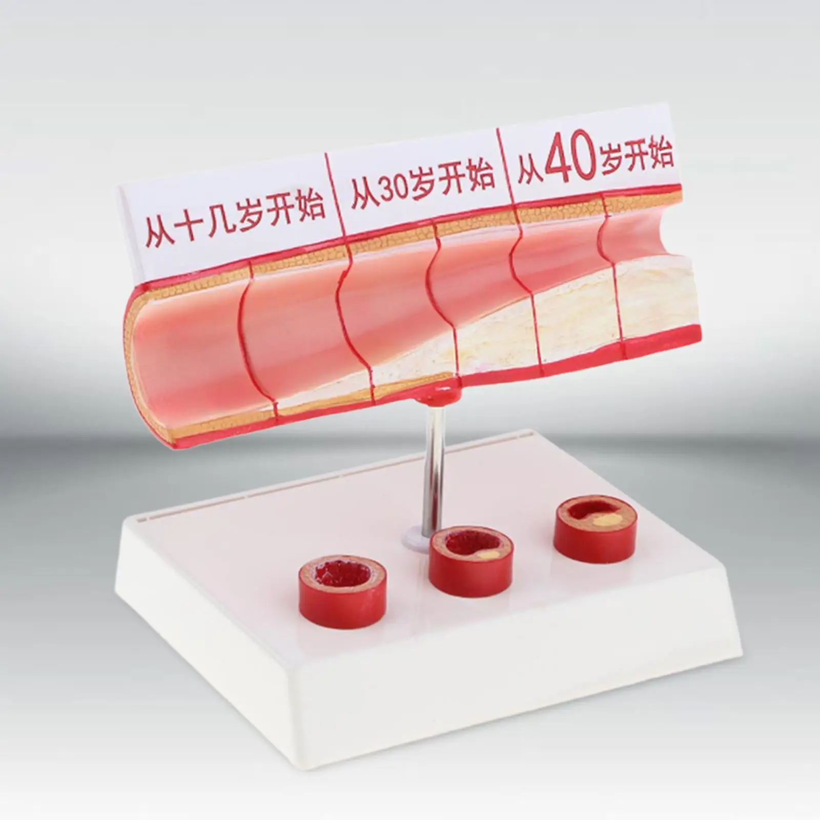 نموذج تشريح الأوعية الدموية البشرية أداة عرض تعليمية احترافية لتعلم دراسة المدرسة في الفصول الدراسية