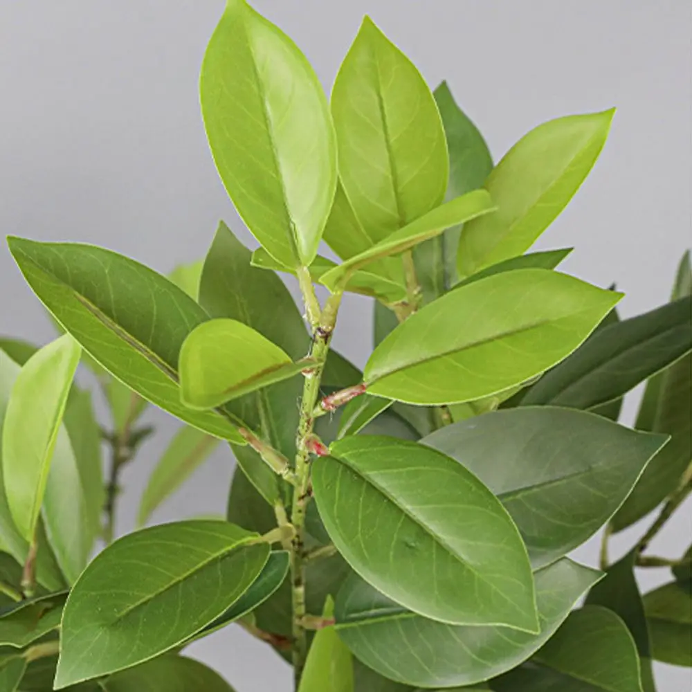 Ramas Grandes de Fagraea Artificiales, Hechas a Mano, con Tacto Real, Ilex Chinensis Artificial Realista, Plantas Artificiales Elegantes para Decoración de Bodas