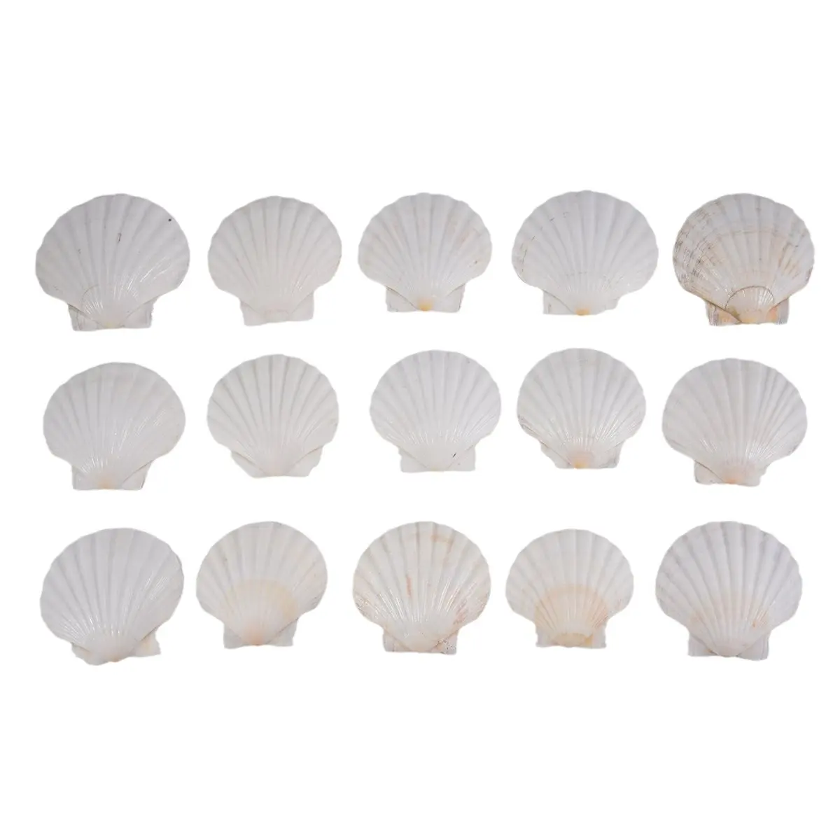 REST 15 PCS Natural Sea Shell Large White, 4-4.7 Inch Scallop Shells for DIY Craft, Serving Food, Baking and More