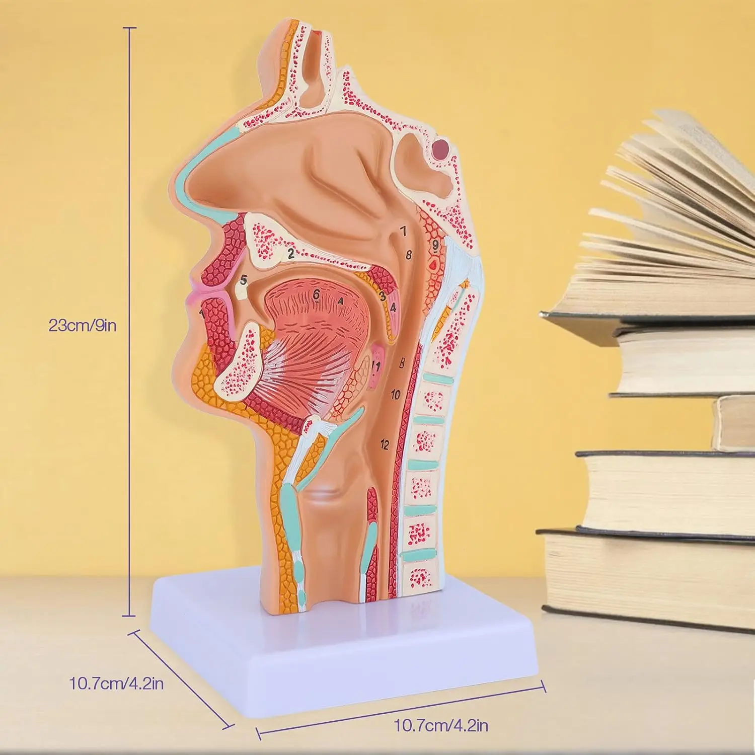 Human Anatomical Pharynx Larynx Model for Medical Students Study Display Nasal Cavity Throat  Anatom Teaching Medical Model