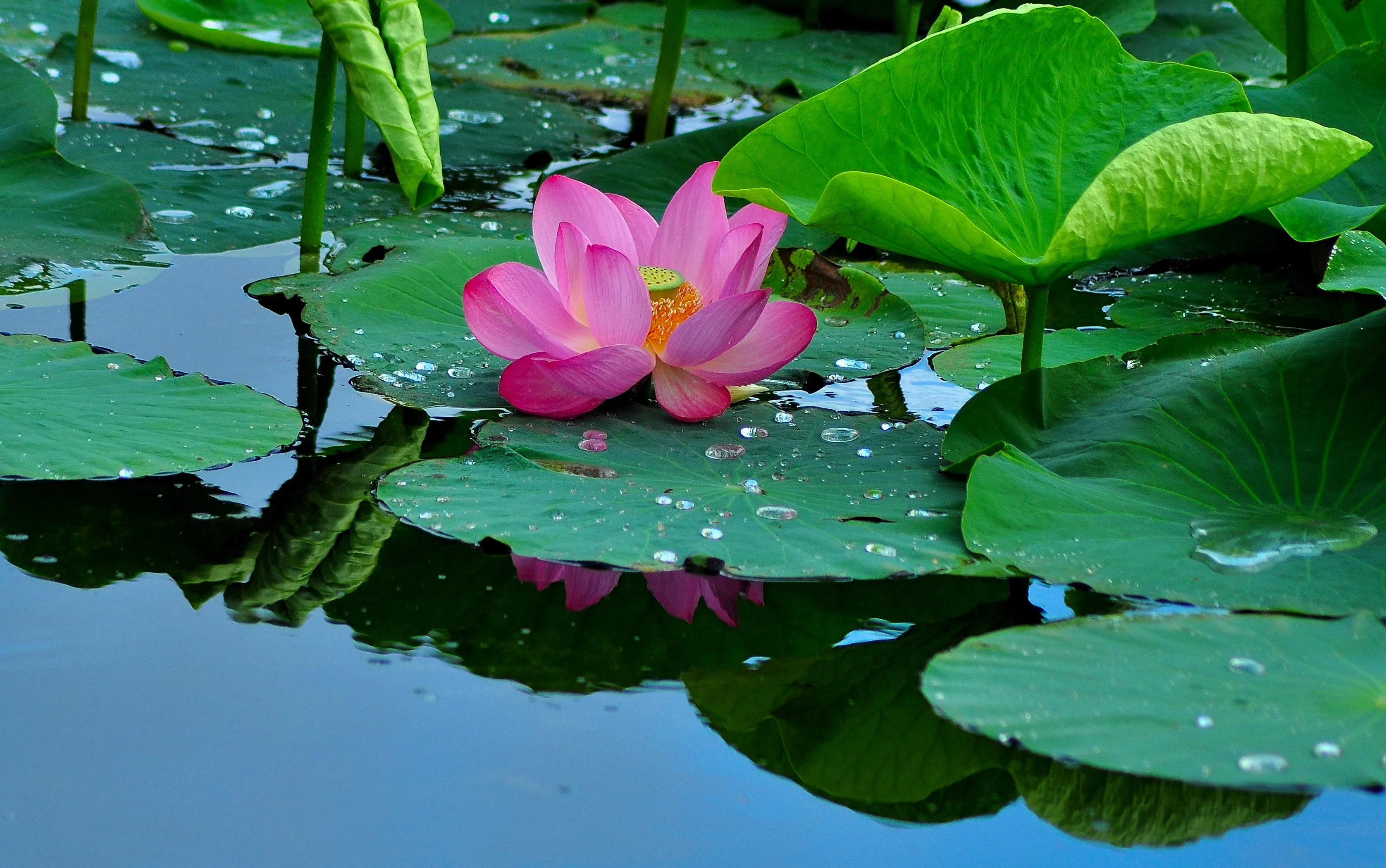 

Metal Front/Rear Swing Arm Steering Cup/Group C-seat for 1/10 RC ZD Racing DBX-10 DBX10 10421-S 9102 Desert Buggy Upgrade Parts