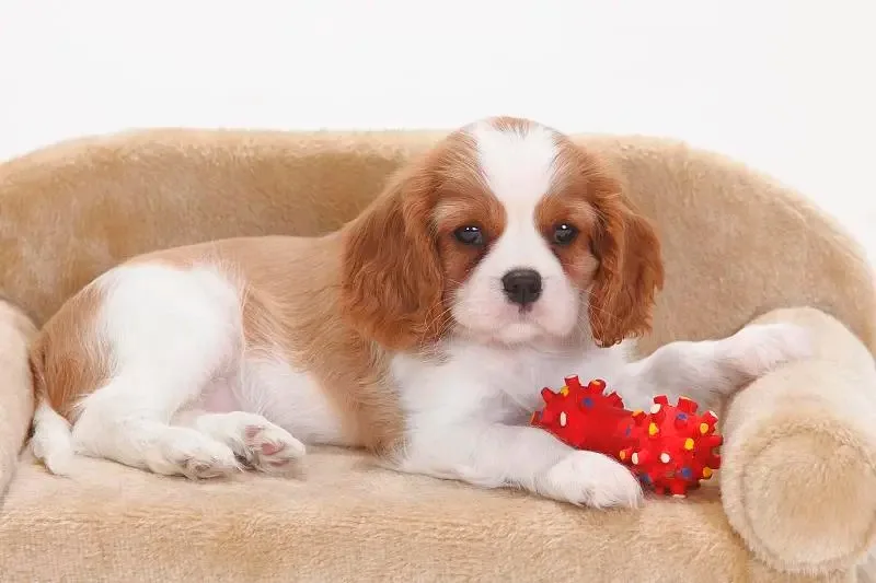 10A 30A 40A 50A 80A…