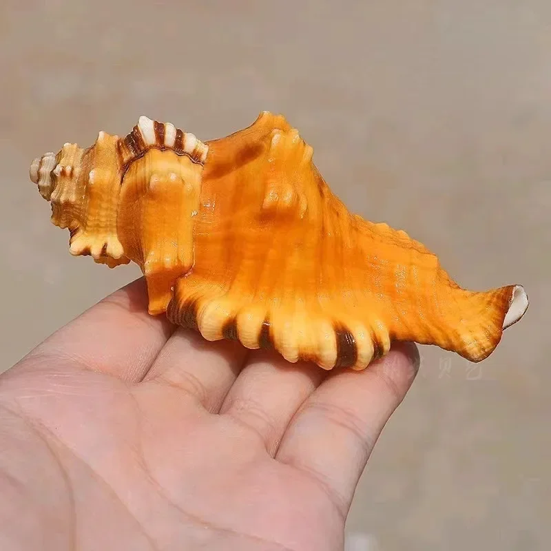 3 Pcs Natural Lotorium Seashell Rare Sea Shells Home Decoration Accessories Aquarium Decoration Shell Decoration Crafts