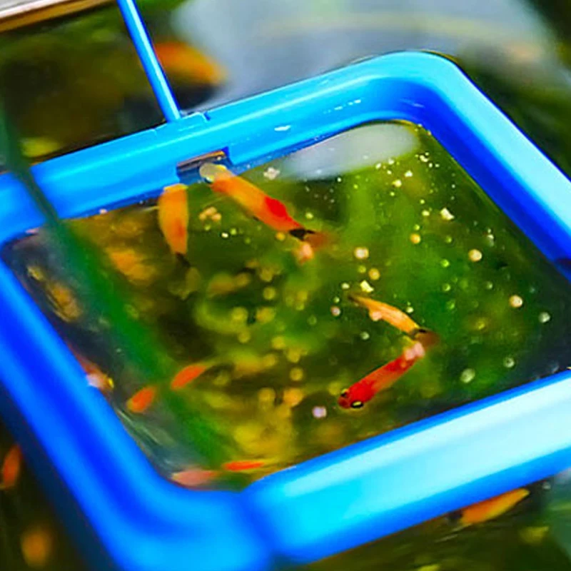 1/2/3/4/5pcs Floating Fish Food Feeder Ring Aquarium Fish Tank Feeder With Suction Cup Fixed-Point Location Fish Food Dispenser
