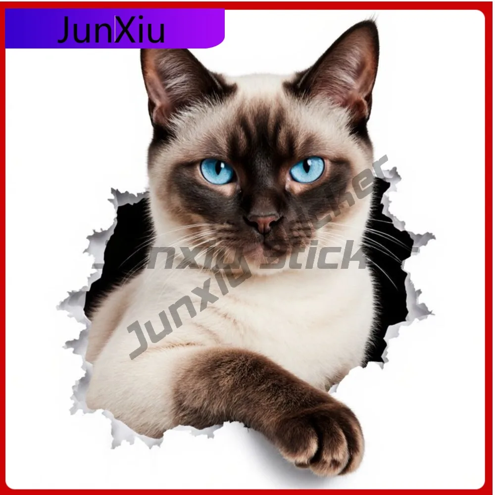 Vinyl Decal Siamese Cat with Blue Eyes Ragged Torn Hole Effect Classic Coloration (White Ch Anim Car Laptop W
