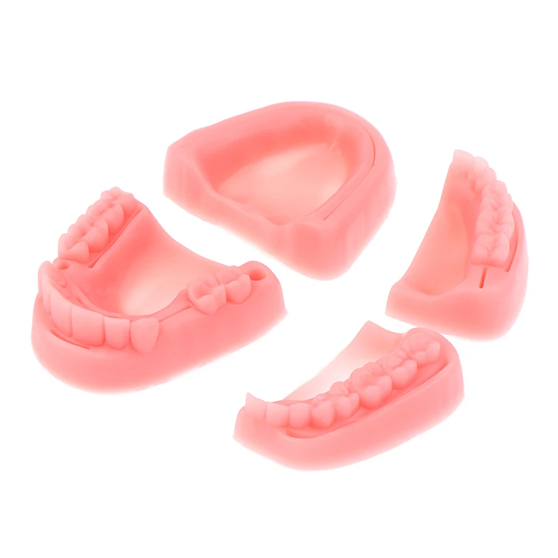 Thumbnail 3 - #10 Best Dental Teaching Models to Buy In 2026