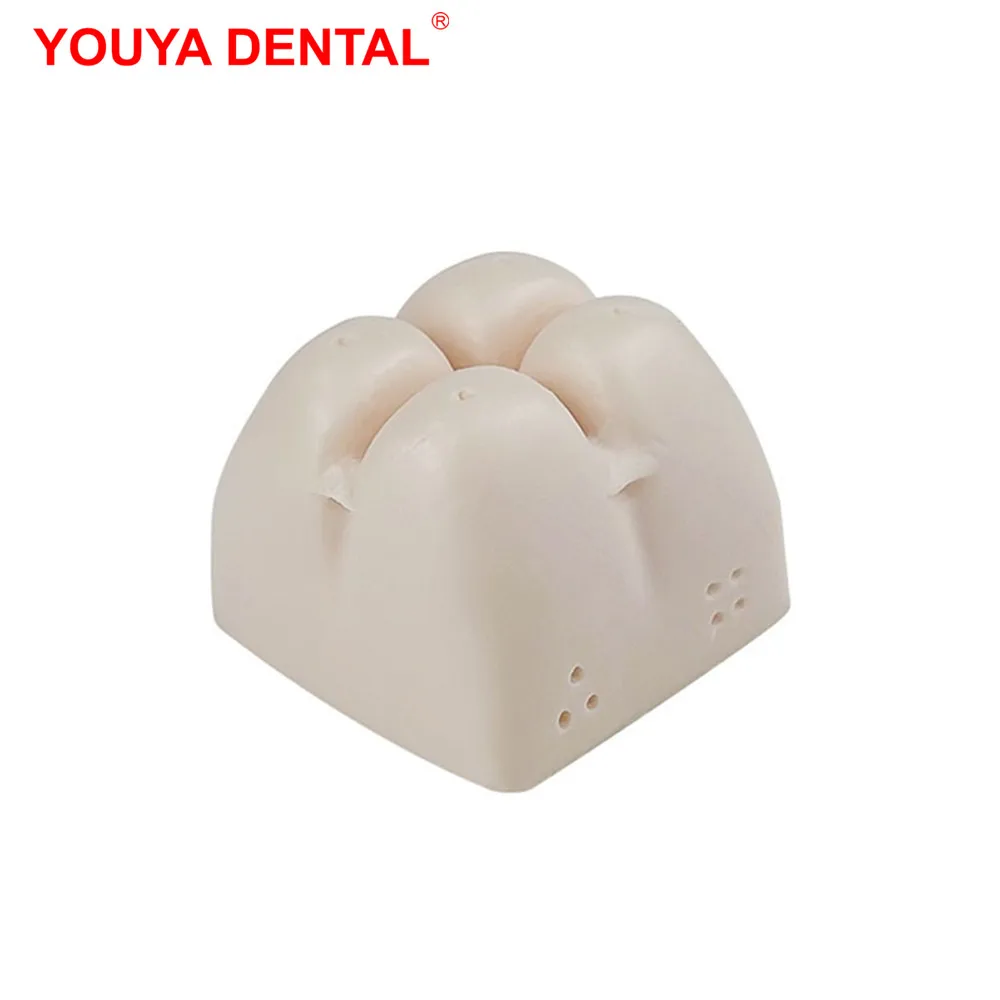 Practice Teeth Model For Dental Students Dental Model For Maxillary Sinus Internal External Lifting  Dental Training Model Block