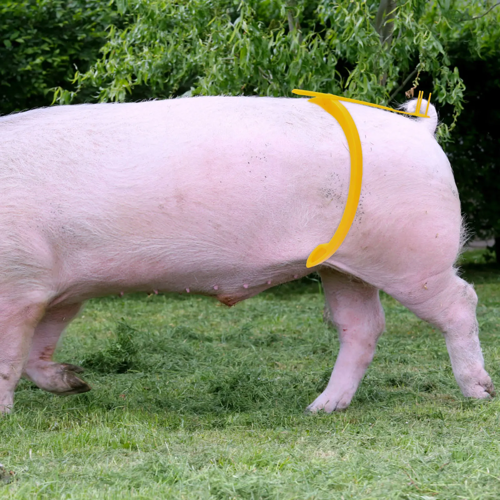 

Infusion Rack Artificial Jar Clamp Durable Safe Use Easy Operation Flexible Pig Breeding Supply Health Care