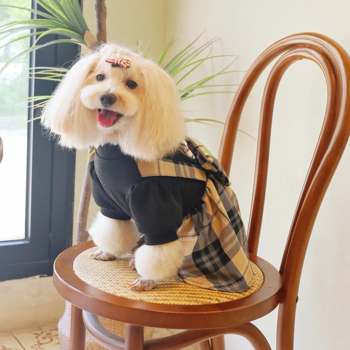 Thumbnail 4 - #24 Trending Pet Apparels Right Now