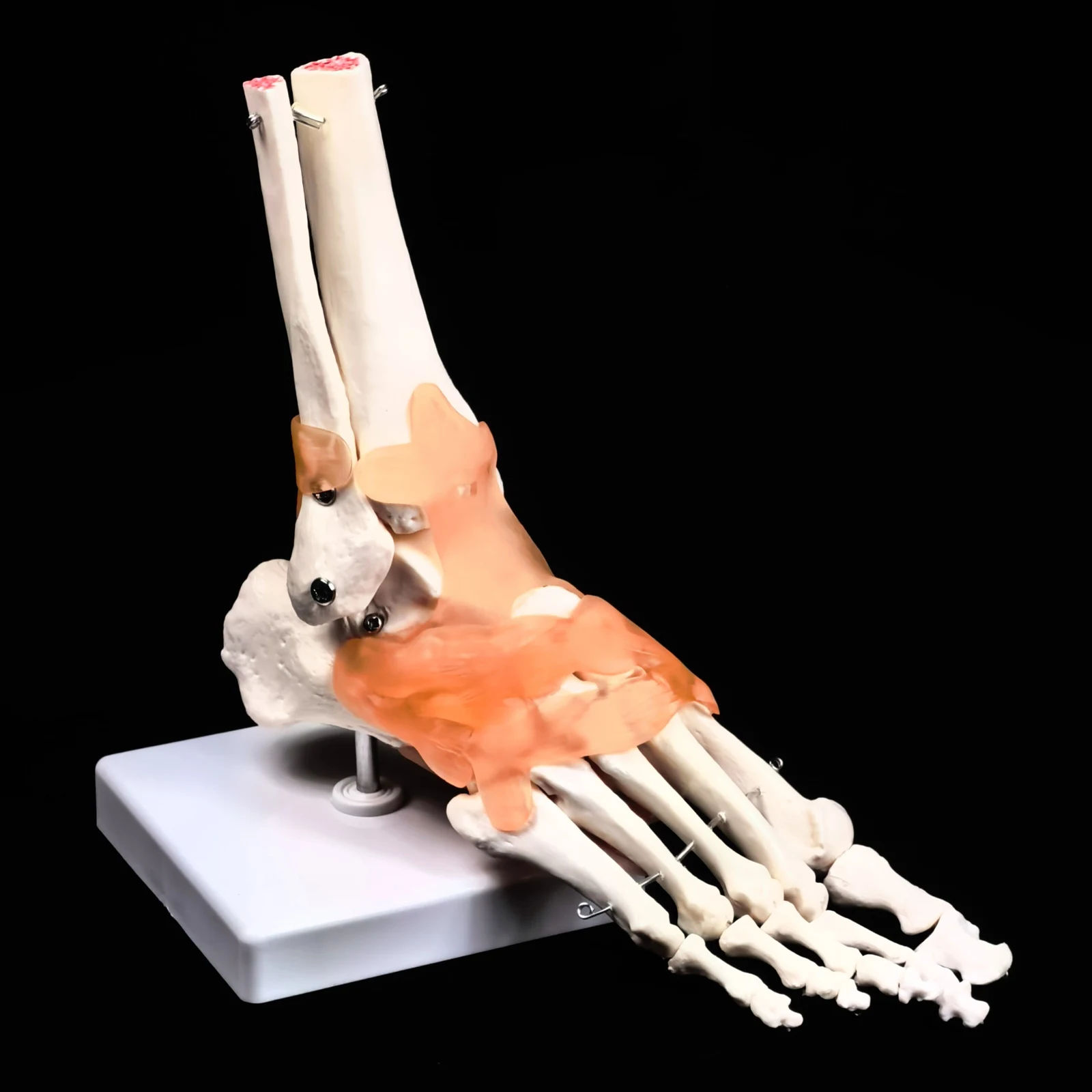 

Функциональный сустав стопы из ПВХ с связками, анатомическая модель скелета, медицинская анатомия, дисплей в натуральную величину, обучающая школа