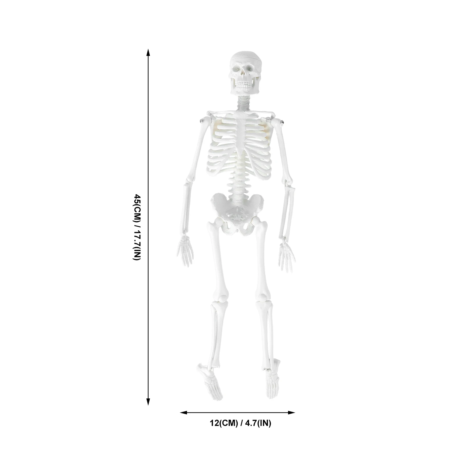 45Cm Human Medical Anatomical Study Tool Removable Parts Pvc Plastic Medical Teaching For Students