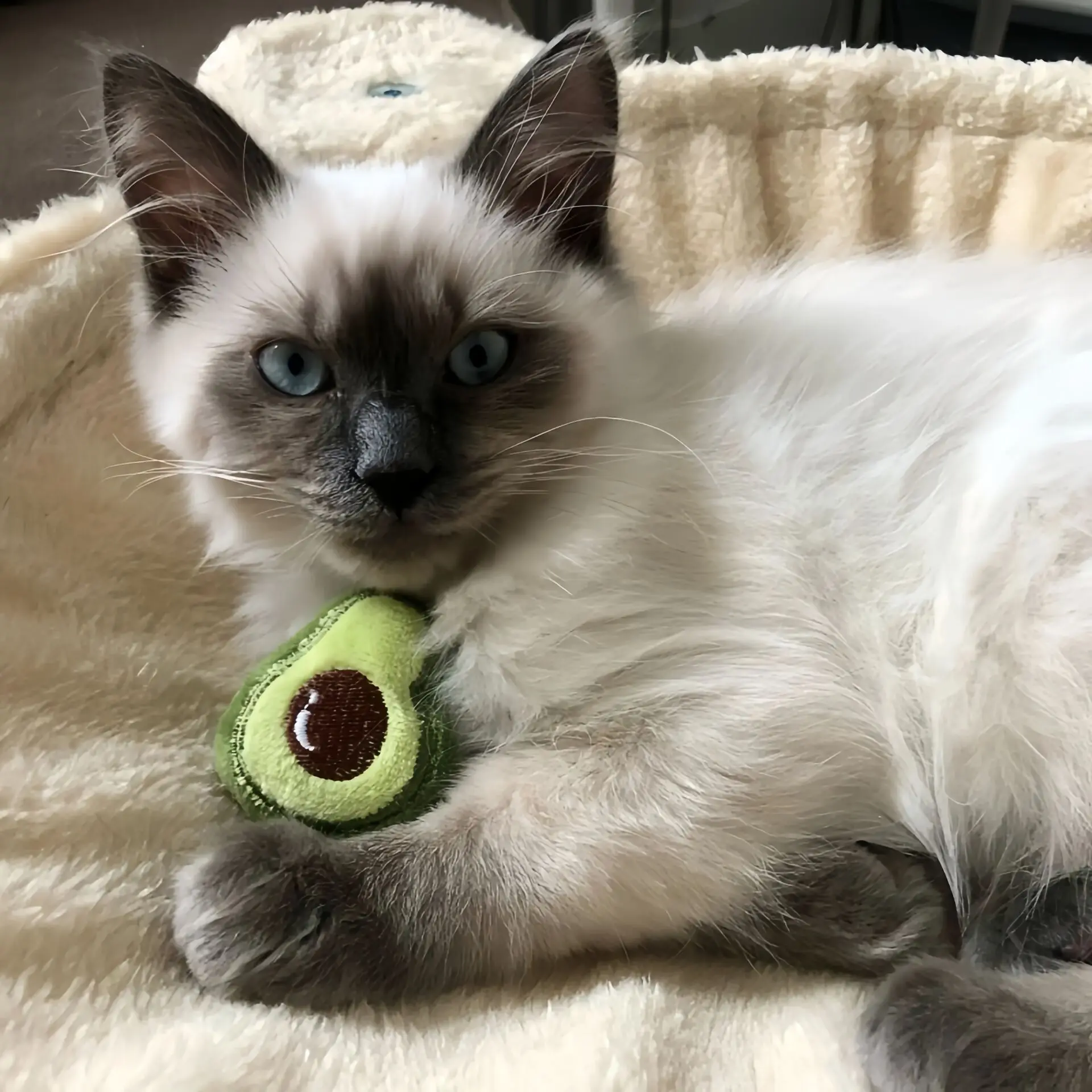 Surtido de juguetes para golosinas de menta para gatos, Mini juguetes de felpa con aroma para gatos, suministros para mascotas, juguete para golosinas con hierba gatera en el interior, venta al por mayor