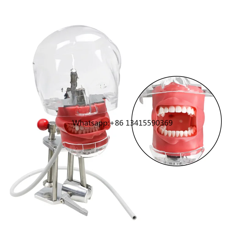 

Hot Sale Dental Phantom Head Dental Teeth Manikins Models Phantom Head Dental Simulator