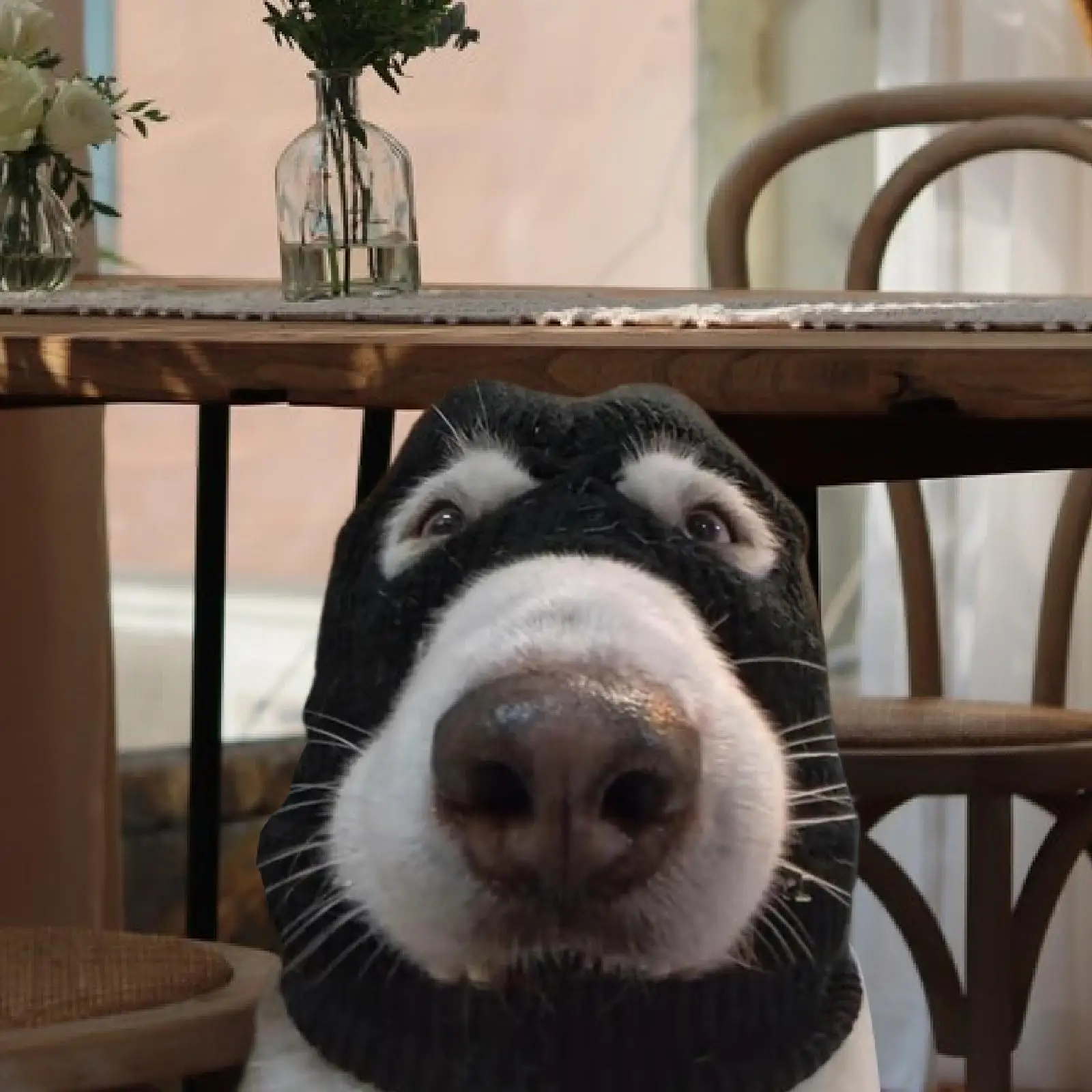 Dog Costume Funny Gangster Noise Protection Windproof Soft Medium Large Dogs