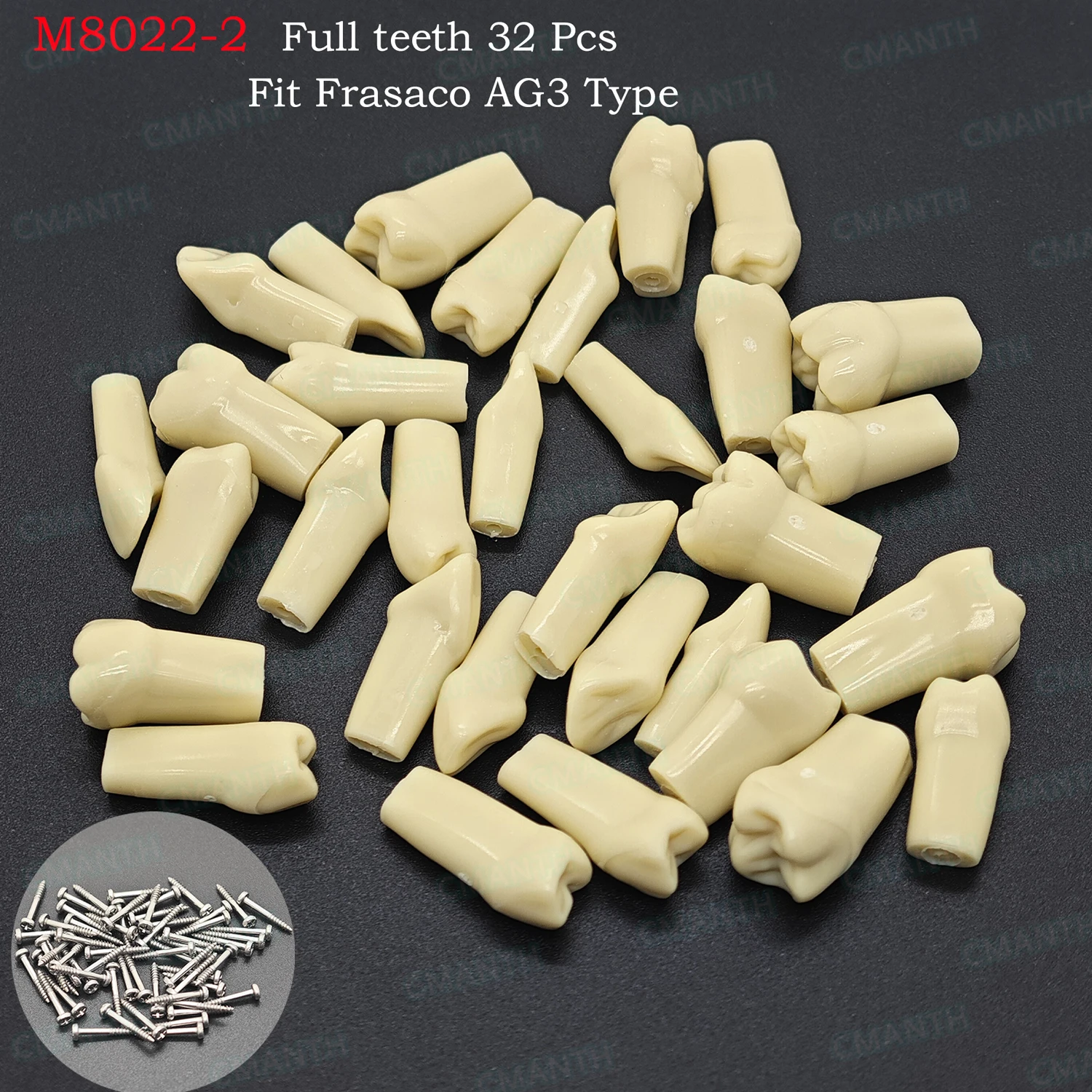 Frasaco AG3 Typodont Dental Teeth Model Full Teeth 32Pcs 10Pcs Screw-in Practice Filling Gingivae Teeth Teach Training