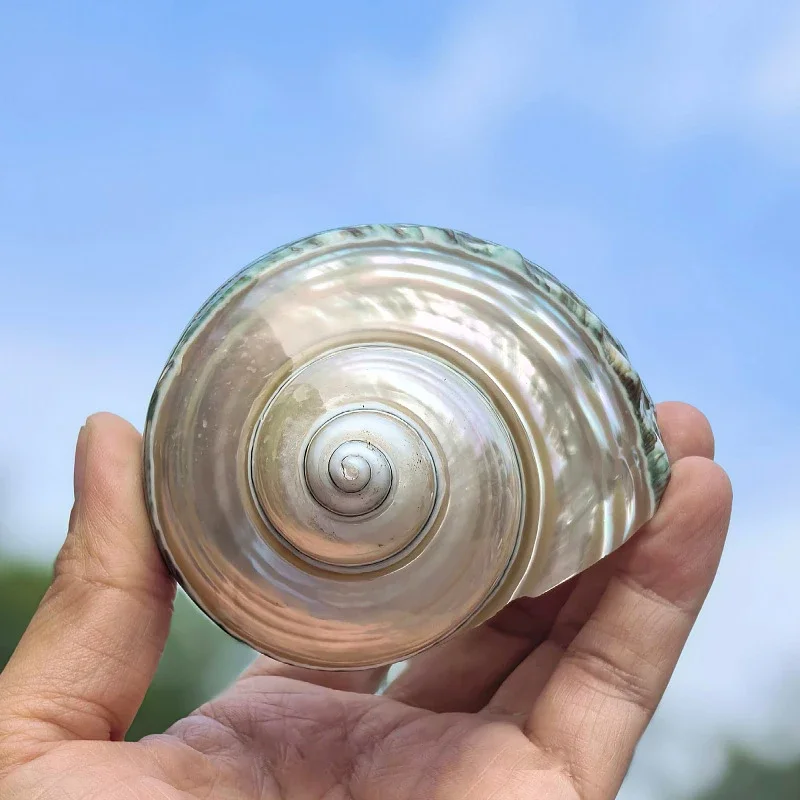 Green Turbo Shell Semi Fluoresce 8-9CM Pearled Turbo Petholatus Conch Specimen Fish Tank Aquarium Landscape Decoration DIY Craft