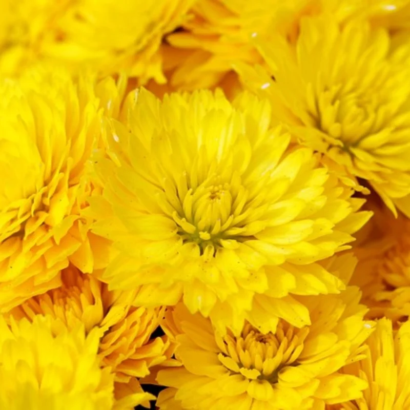 

Набор шестигранных отверток RC - 16 шт. Набор шестигранных шестигранных отверток Набор шестигранных гаечных ключей Инструмент отвертки для радиоуправляемого автомобиля Trxs Вертолет