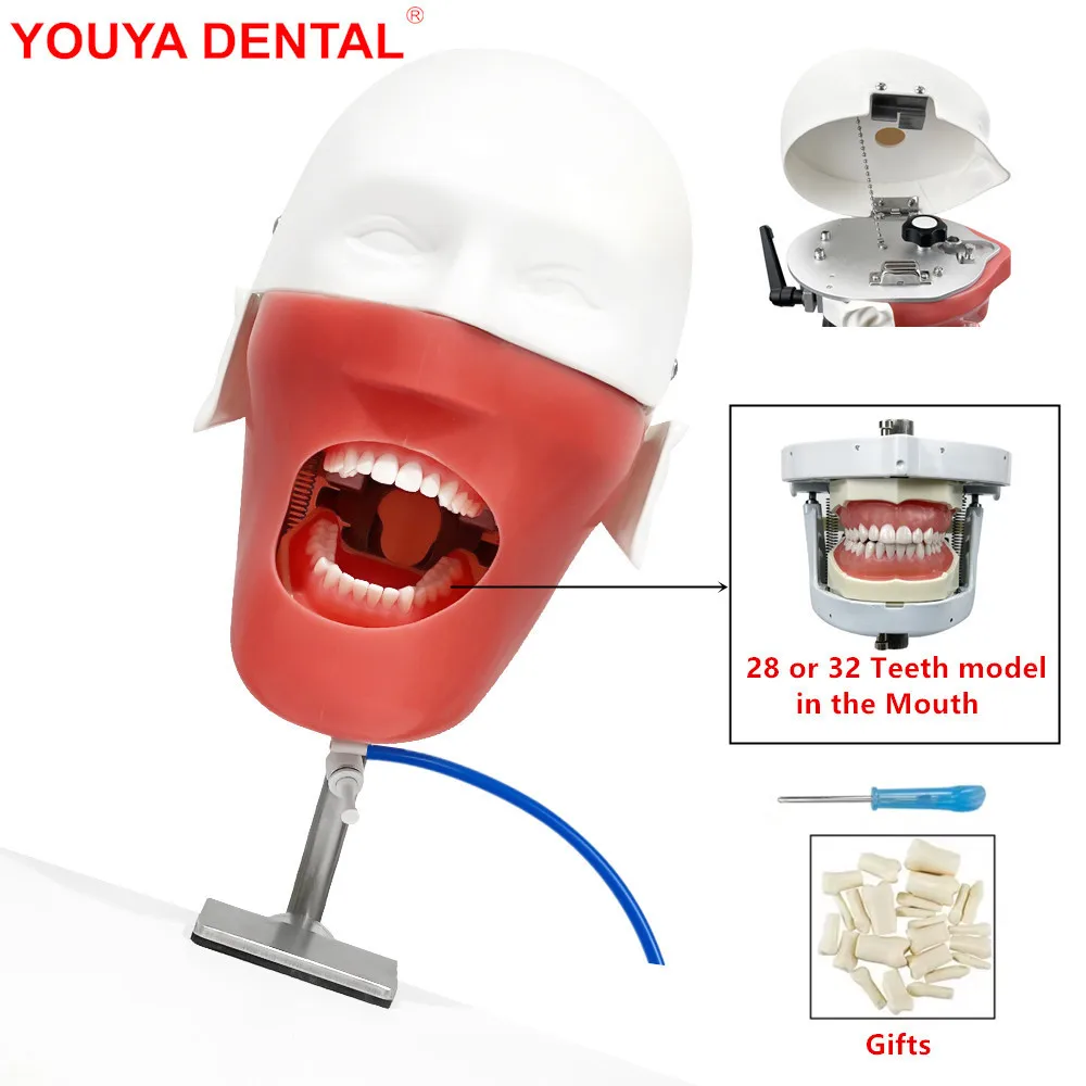 Dental Training Manikin Head Model Dental Simulator Phantom With Teeth For Practice Teaching Studying Dentistry Equipment Unit