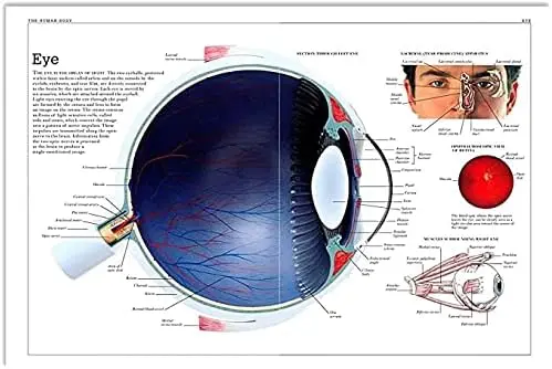 XianJinDu Ophthalmology Metal Signs Human Eye Anatomy Tin Poster Ophthalmologist Office Decor Eye Hospital Room Clinic Wall sign